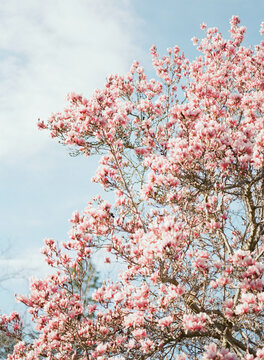 close up of magnolia tree in full bloom in spring