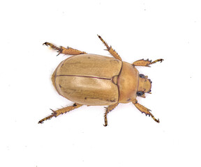 Pelidnota punctata - the grapevine beetle, spotted June beetle or spotted pelidnota - isolated on...
