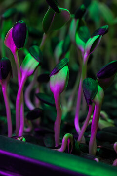 Sunflower sprouts illuminated with neon purple and green light