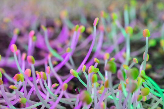 Colorful basil sprouts illuminated with neon light