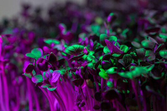 Dark purple radish sprouts macro closeup with neon light - Powered by Adobe