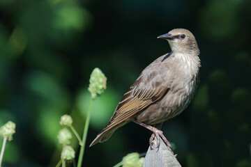 Gemeiner Star / Common starling / Sturnus vulgaris.