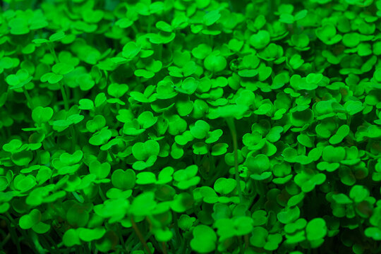 Close-up of radish microgreens sprouts 