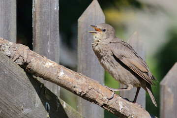 Gemeiner Star / Common starling / Sturnus vulgaris.