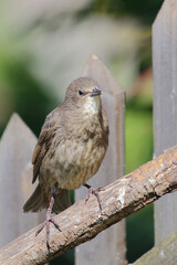 Gemeiner Star / Common starling / Sturnus vulgaris.