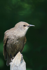 Gemeiner Star / Common starling / Sturnus vulgaris.