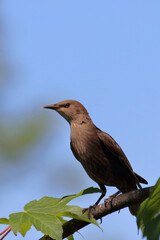 Gemeiner Star / Common starling / Sturnus vulgaris.