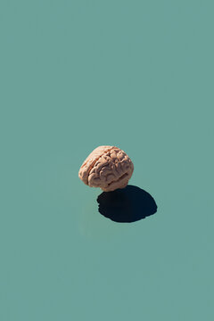 a brain