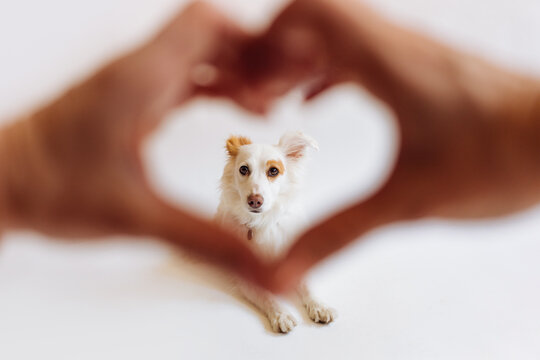 Dog in Heart Frame Made of Hands 