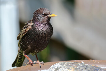 Gemeiner Star / Common starling / Sturnus vulgaris.