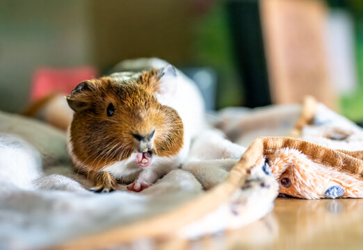 Front view of a tired Guinea pig laying on a blanket while stretching and yawning.