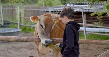 teenage boy feeds a cow with green grass, she gives food with her hand. The pet is on the frame, GPS tags in the ears, moves its head.
