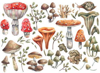 Hand-drawn watercolor illustrations of wild mushrooms and plants