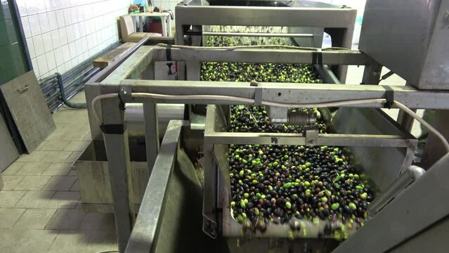 Oil mill machine. View of a professional oil mill machine while cleaning the olives before their industrial processing.