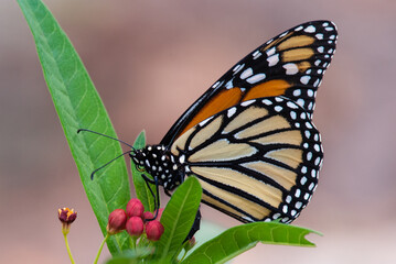 monarch 1