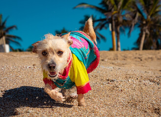 
dog on the beach running with clothes on