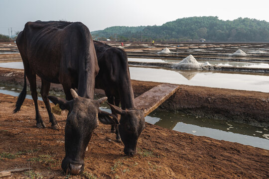 Cows at salt field. 