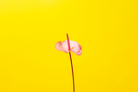 Flamingo flower