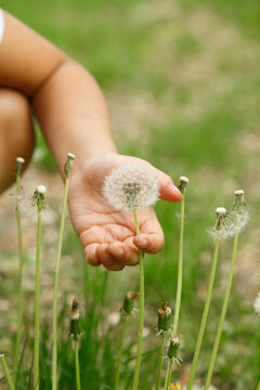 Kid holding dandelion flower on lawn