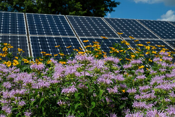 Bee balm blooming in a pollinator garden with solar panels in the background illustrating...