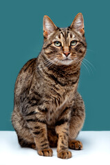A cute tabby cat with an attentive look sits on a turquoise background