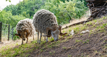 Naklejka na ściany i meble Sheep/Ovis grazing