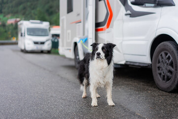 Border collie standing near the camper van in camping 
