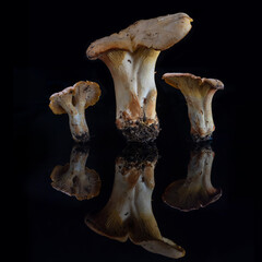 Fototapeta premium mushrooms on black