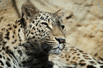 Persian leopard (Panthera pardus saxicolor) is a magnificent animal from which it comes genuine respect