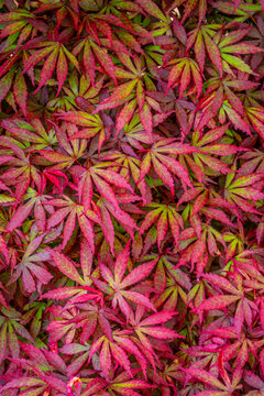 Japanese Maple tree leaves
