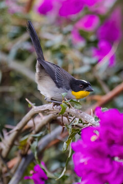 White-naped Brush-Finch on standby