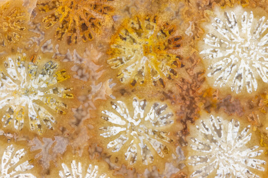 Coral Fossil Background  