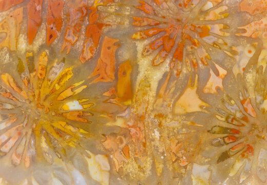 Coral Fossil Patterns 
