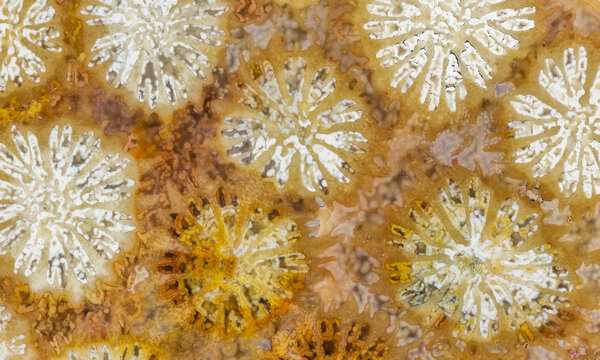 Coral Fossil Texture  