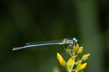 a blue feather dragonfly sits on a yellow flower in summer. The insect turns its head slightly to...