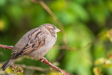 Sparrow sitting on a green branch in autumn. Sparrow with playful poise on branch in autumn or summer