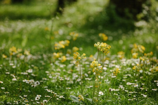 Cowslips and daisies growing in grass.