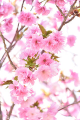 桜の花のクローズアップ　紅豊（松前紅豊）