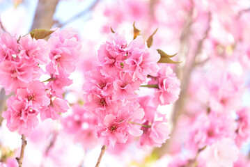 紅豊（松前紅豊）という桜の花のクローズアップ　