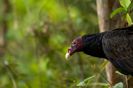 Costa Rican bird called zopilote or black vulture. 