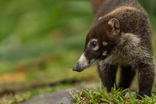 Wild animal of Costa Rica called pizote. 