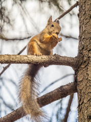 The squirrel with nut sits on tree in the autumn. Eurasian red squirrel, Sciurus vulgaris.