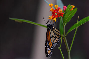 monarch 1
