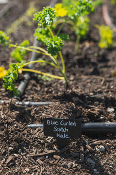 Growing organic Kale at in the home garden