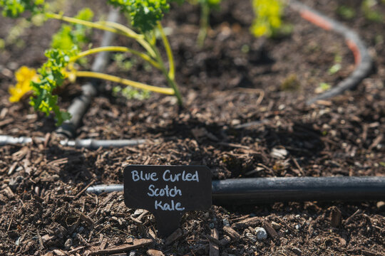 Growing organic Kale at in the home garden