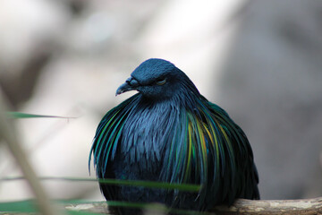 bird on a branch