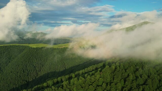 Above the Mist: Captivating Drone Shots of a Cloud-Covered Spruce Forest in the Carpathians