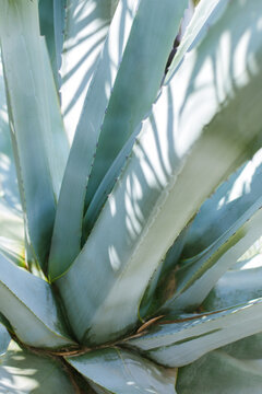 Photo of large leaves of a tropical plant agave