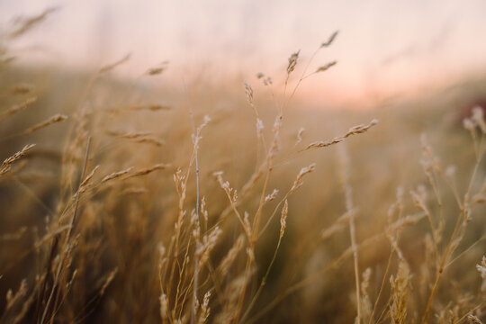 Pretty dry grass at sunset