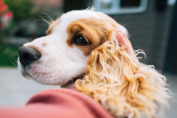 Cute puppy getting attention